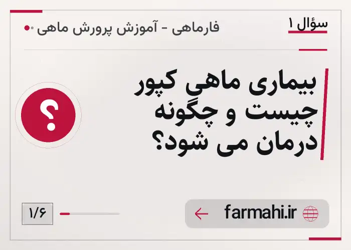 بیماری ماهی کپور چیست و چگونه درمان می شود؟
