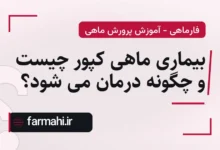 بیماری ماهی کپور چیست و چگونه درمان می شود؟