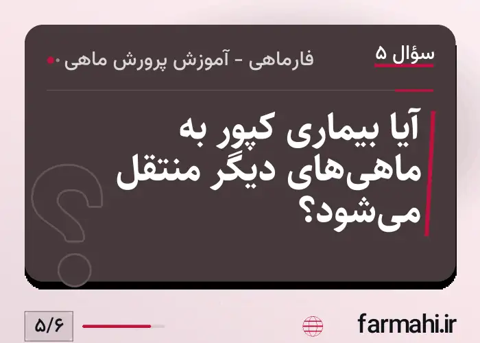 آیا بیماری کپور به ماهی‌های دیگر منتقل می‌شود؟