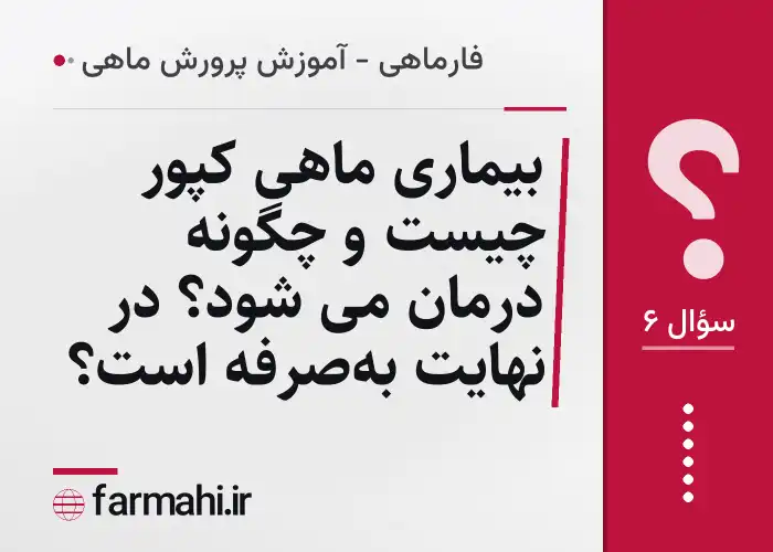 بیماری ماهی کپور چیست و چگونه درمان می شود؟ در نهایت به‌صرفه است؟