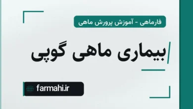 بیماری ماهی گوپی