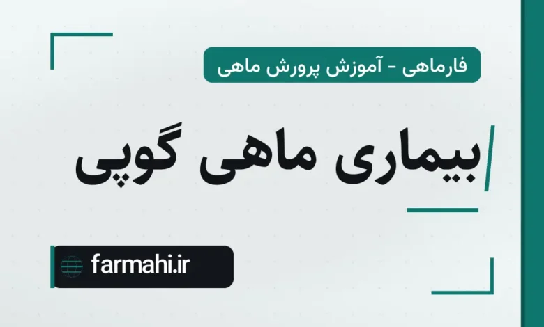 بیماری ماهی گوپی