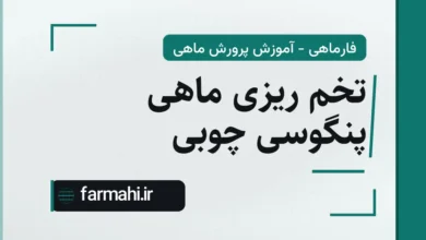 تخم ریزی ماهی پنگوسی چوبی