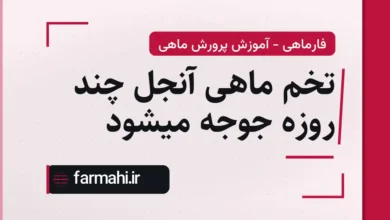 تخم ماهی آنجل چند روزه جوجه میشود