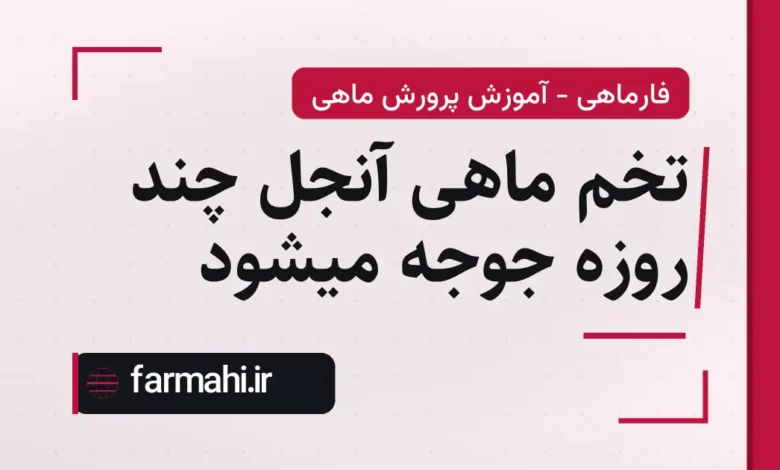 تخم ماهی آنجل چند روزه جوجه میشود