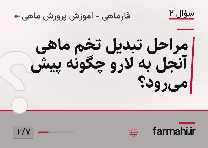 مراحل تبدیل تخم ماهی آنجل به لارو چگونه پیش میرود؟