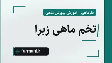 تخم ماهی زبرا