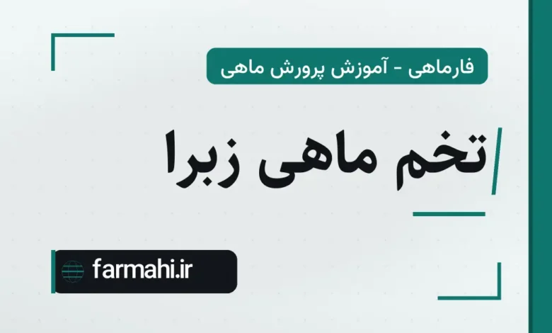 تخم ماهی زبرا