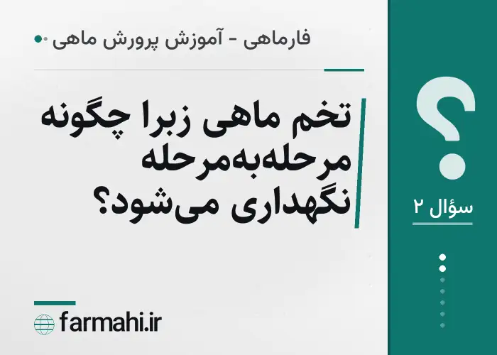 تخم ماهی زبرا چگونه مرحله‌به‌مرحله نگهداری می‌شود؟