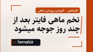 تخم ماهی فایتر بعد از چند روز جوجه میشود