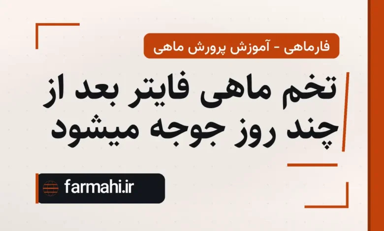 تخم ماهی فایتر بعد از چند روز جوجه میشود