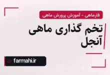 تخم گذاری ماهی آنجل