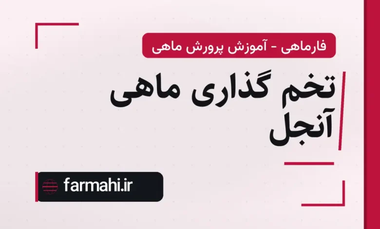 تخم گذاری ماهی آنجل