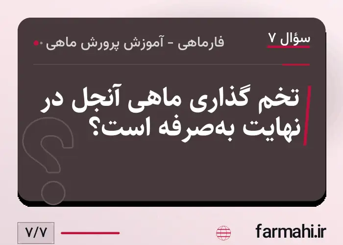 تخم گذاری ماهی آنجل در نهایت به‌صرفه است؟