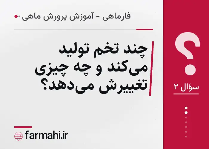 چند تخم تولید می‌کند و چه چیزی تغییرش می‌دهد؟
