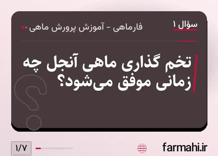 تخم گذاری ماهی آنجل چه زمانی موفق می‌شود؟