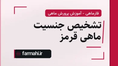 تشخیص جنسیت ماهی قرمز