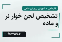 تشخیص لجن خوار نر و ماده