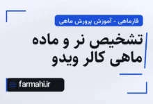 تشخیص نر و ماده ماهی کالر ویدو