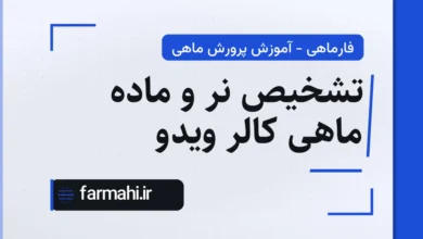 تشخیص نر و ماده ماهی کالر ویدو