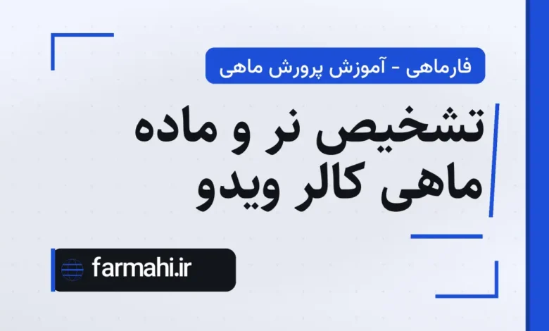 تشخیص نر و ماده ماهی کالر ویدو