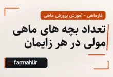 تعداد بچه های ماهی مولی در هر زایمان