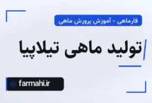تولید ماهی تیلاپیا