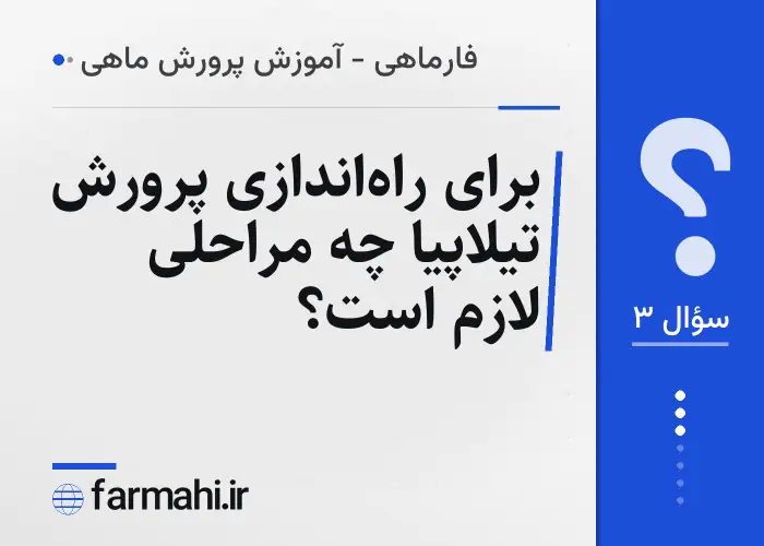 برای راه‌اندازی پرورش تیلاپیا چه مراحلی لازم است؟