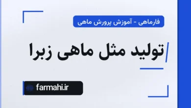 تولید مثل ماهی زبرا