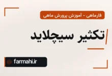 تکثیر سیچلاید