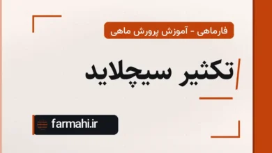 تکثیر سیچلاید