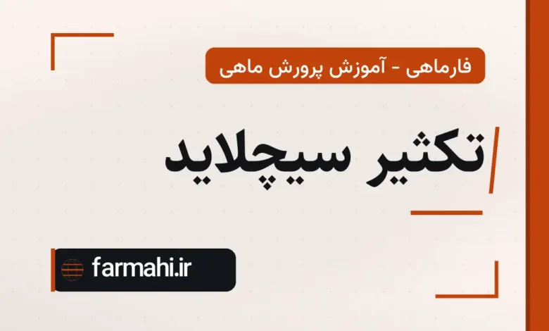 تکثیر سیچلاید