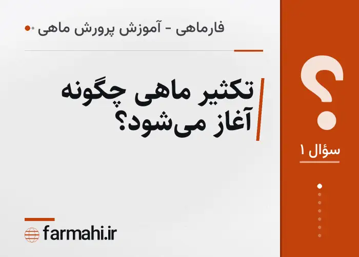 تکثیر ماهی چگونه آغاز می‌شود؟
