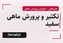 تکثیر و پرورش ماهی سفید