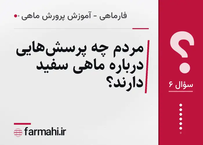 مردم چه پرسش‌هایی درباره ماهی سفید دارند؟