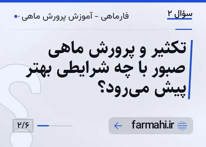 تکثیر و پرورش ماهی صبور با چه شرایطی بهتر پیش می‌رود؟
