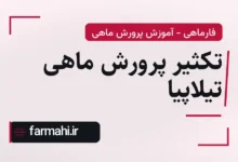 تکثیر پرورش ماهی تیلاپیا