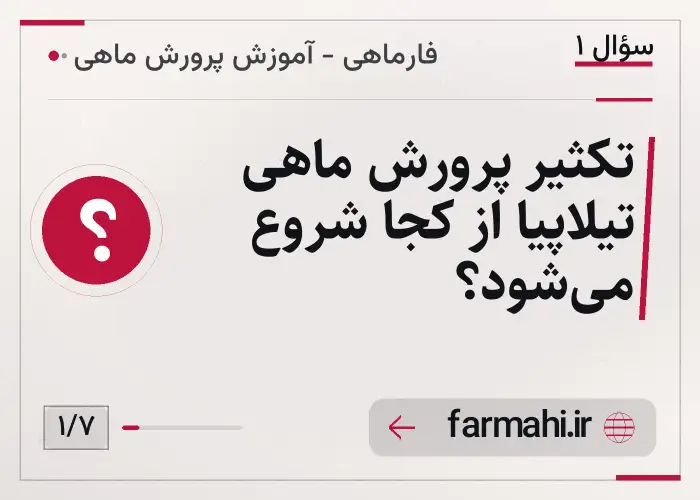 تکثیر پرورش ماهی تیلاپیا از کجا شروع می‌شود؟
