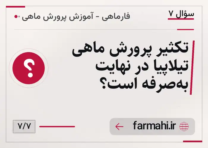 تکثیر پرورش ماهی تیلاپیا در نهایت به‌صرفه است؟