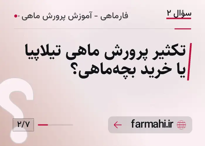 تکثیر پرورش ماهی تیلاپیا یا خرید بچه‌ماهی؟