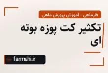 تکثیر کت پوزه بوته ای