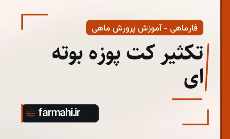 تکثیر کت پوزه بوته ای