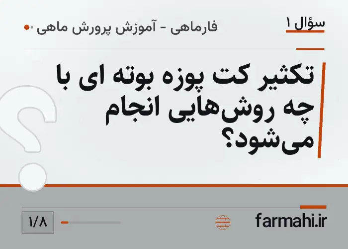 تکثیر کت پوزه بوته ای با چه روش‌هایی انجام می‌شود؟