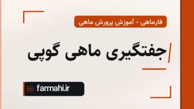 جفتگیری ماهی گوپی