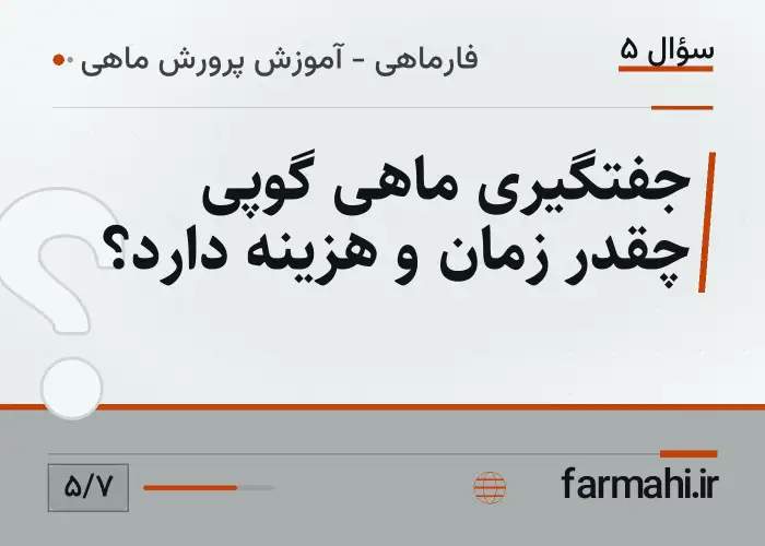 جفتگیری ماهی گوپی چقدر زمان و هزینه دارد؟