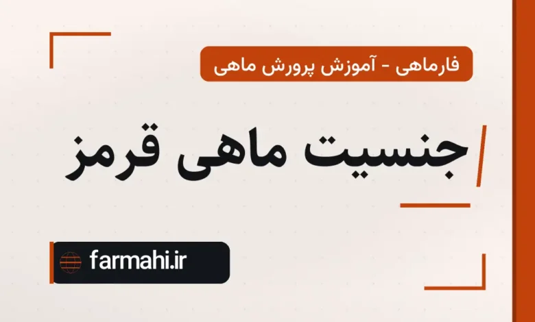 جنسیت ماهی قرمز