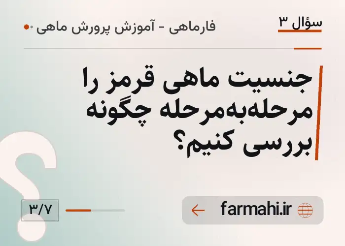 جنسیت ماهی قرمز را مرحله‌به‌مرحله چگونه بررسی کنیم؟