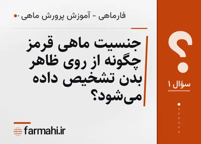 جنسیت ماهی قرمز چگونه از روی ظاهر بدن تشخیص داده می‌شود؟