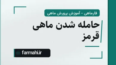 حامله شدن ماهی قرمز