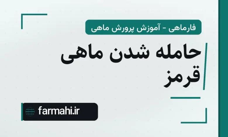 حامله شدن ماهی قرمز
